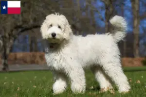 Read more about the article Australian Labradoodle breeders and puppies in Texas