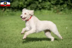 Read more about the article Australian Labradoodle breeders and puppies in Utah