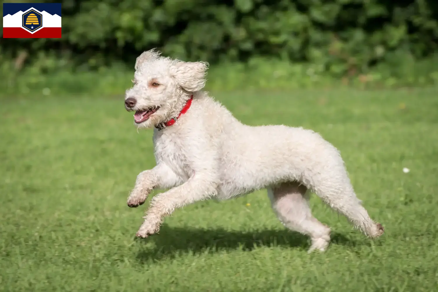 Australian Labradoodle puppies and breeder Utah Find Australian Labradoodles breeders in Utah.