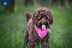Read more about the article Australian Labradoodle breeders and puppies in Vermont