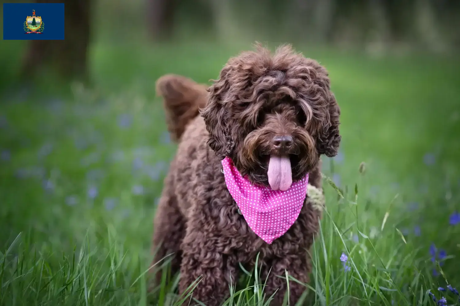 Australian Labradoodle puppies and breeders Vermont Find Australian Labradoodles breeders in Vermont.