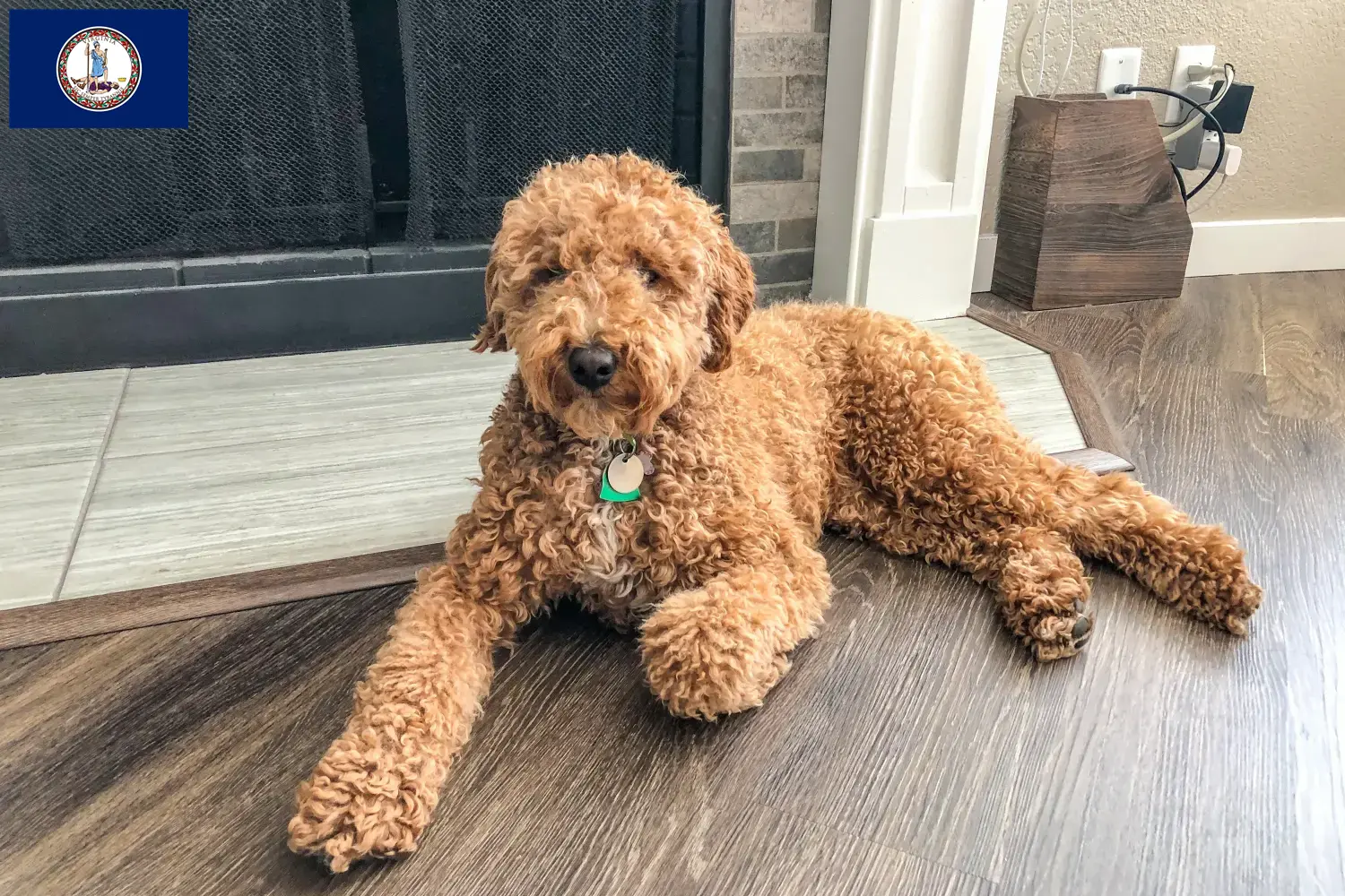 Australian Labradoodle puppies and breeder Virginia Find Australian Labradoodles breeders in Virginia.