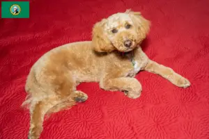 Read more about the article Australian Labradoodle breeders and puppies in Washington