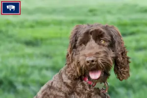 Read more about the article Australian Labradoodle breeders and puppies in Wyoming