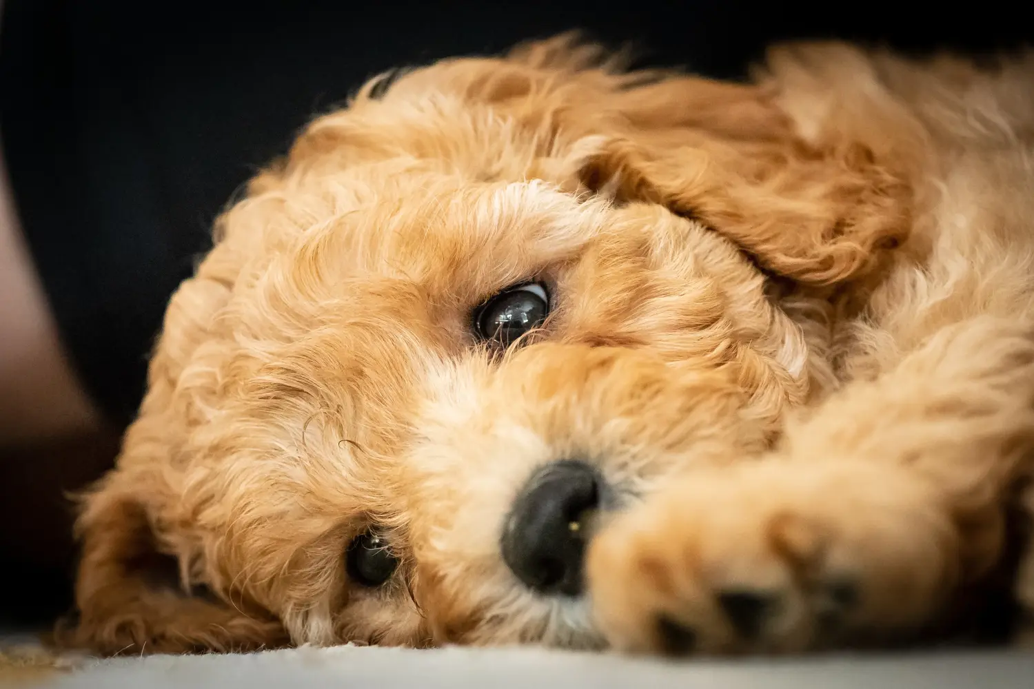Buying an Australian Labradoodle puppy means taking responsibility! Buy Australian Labradoodle puppies.