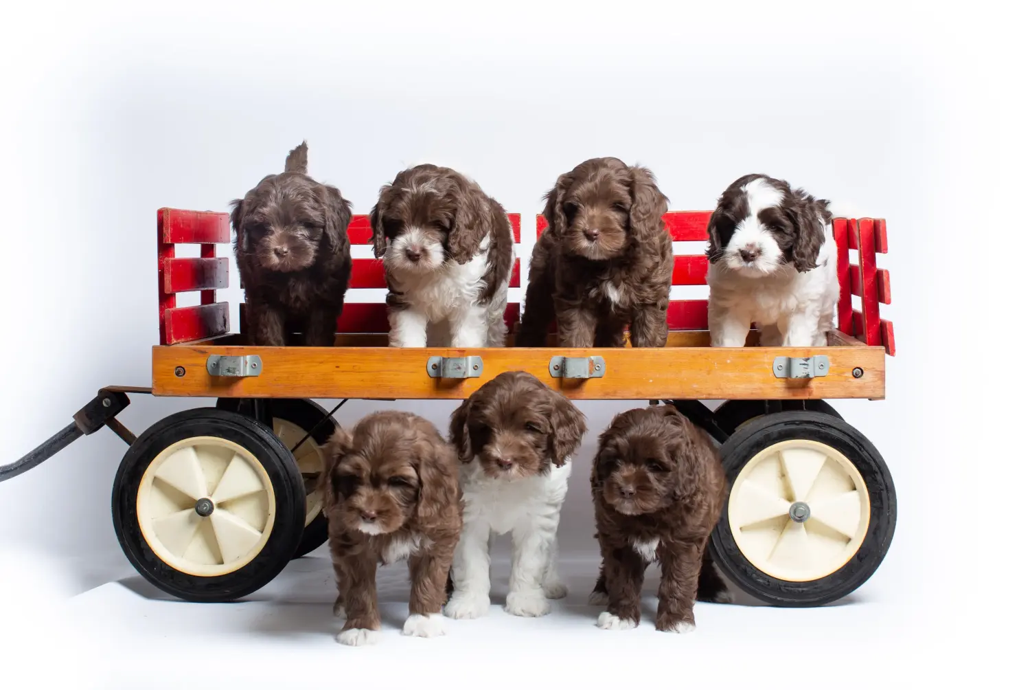 Buying an Australian Labradoodle puppy means taking responsibility! Buy Australian Labradoodle puppies.