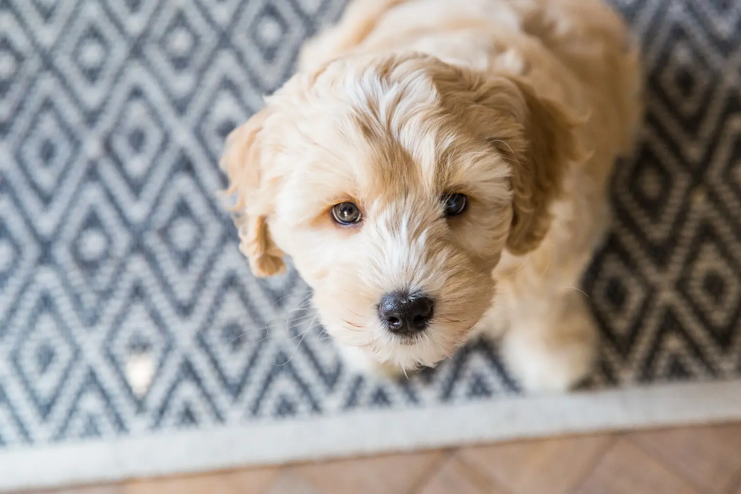 Buying an Australian Labradoodle puppy means taking responsibility! Buy Australian Labradoodle puppies.