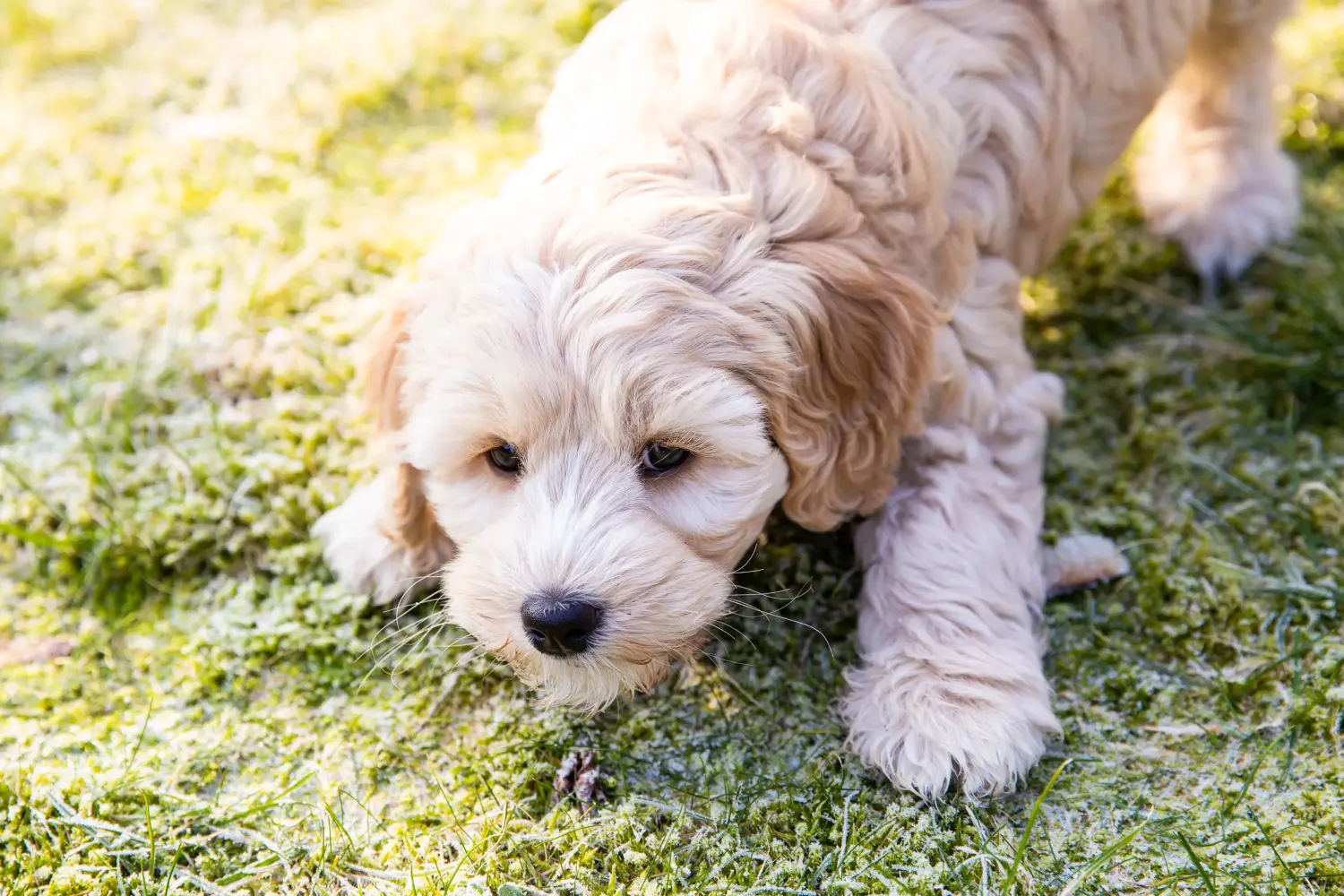 Buying an Australian Labradoodle puppy means taking responsibility! Buy Australian Labradoodle puppies.