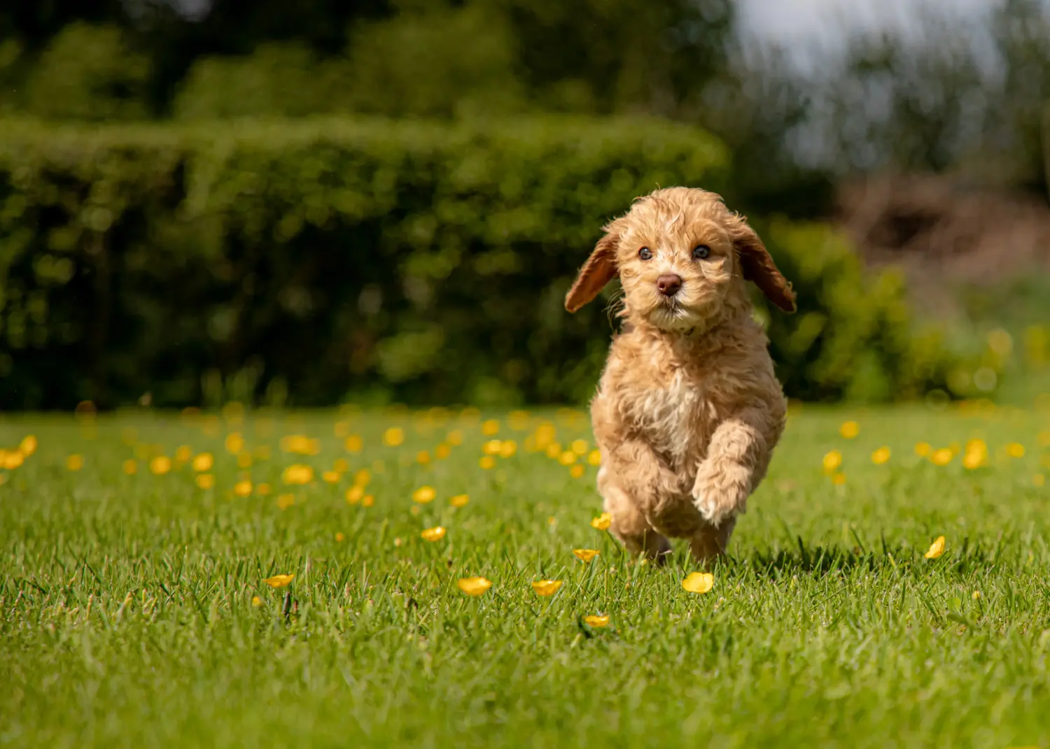 Buying an Australian Labradoodle puppy means taking responsibility! Buy Australian Labradoodle puppies.