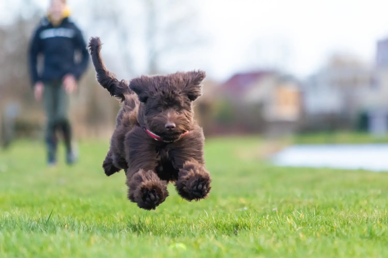Buying an Australian Labradoodle puppy means taking responsibility! Buy Australian Labradoodle puppies.