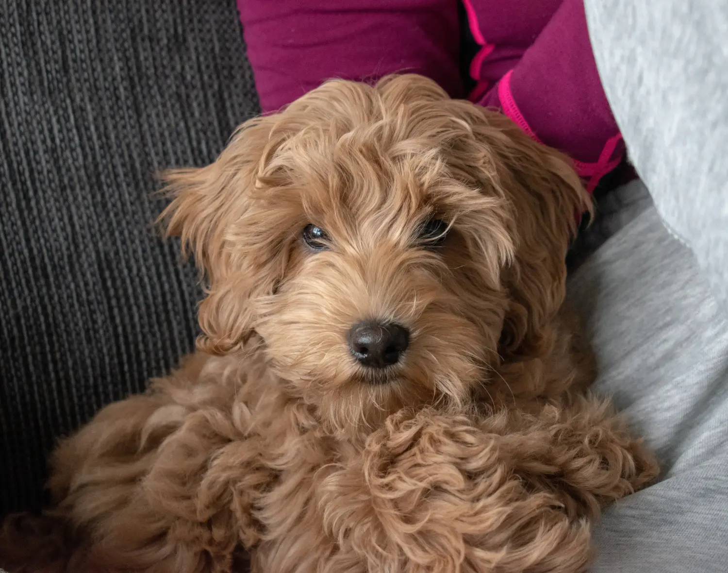 Buying an Australian Labradoodle puppy means taking responsibility! Buy Australian Labradoodle puppies.