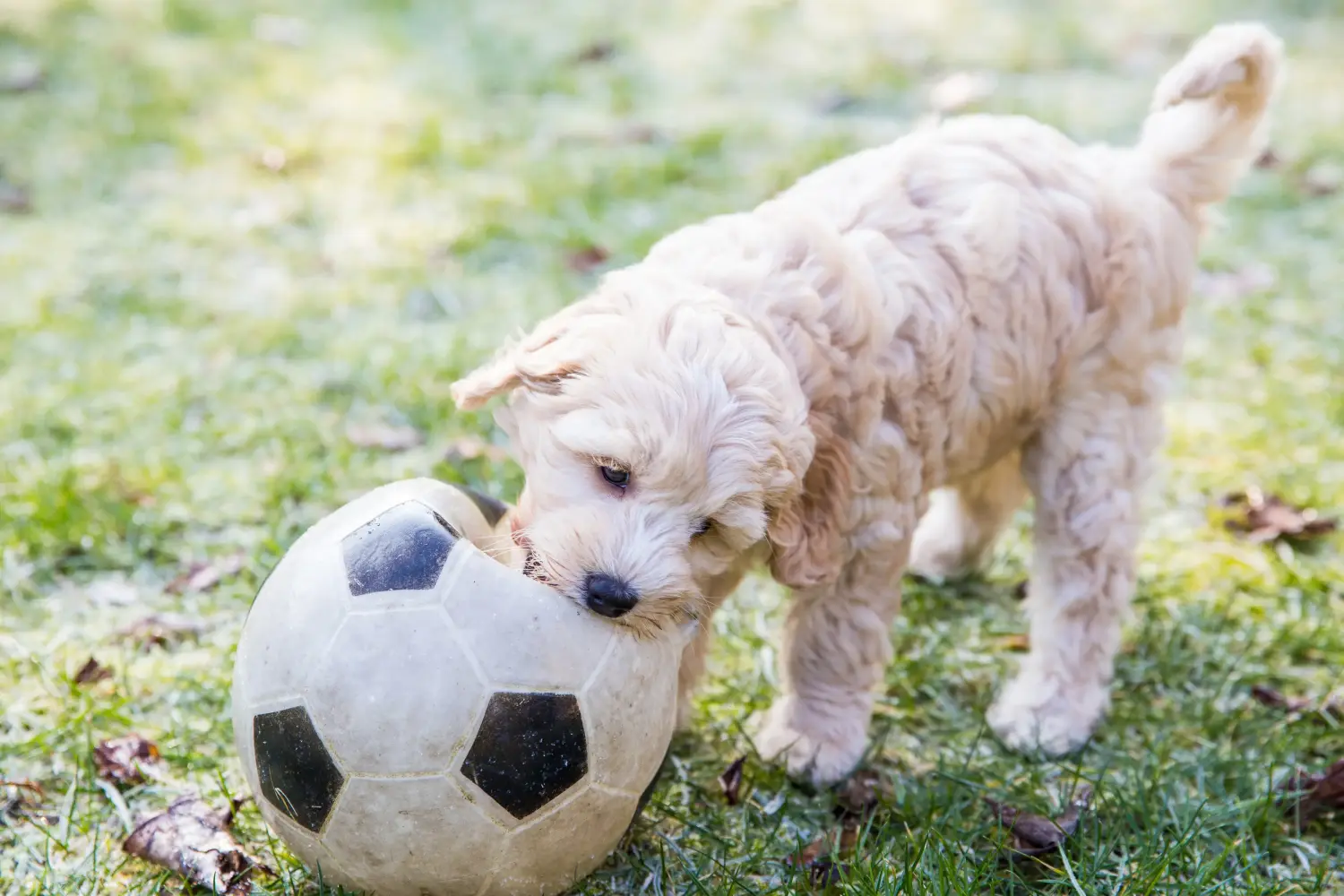 Buying an Australian Labradoodle puppy means taking responsibility! Buy Australian Labradoodle puppies.