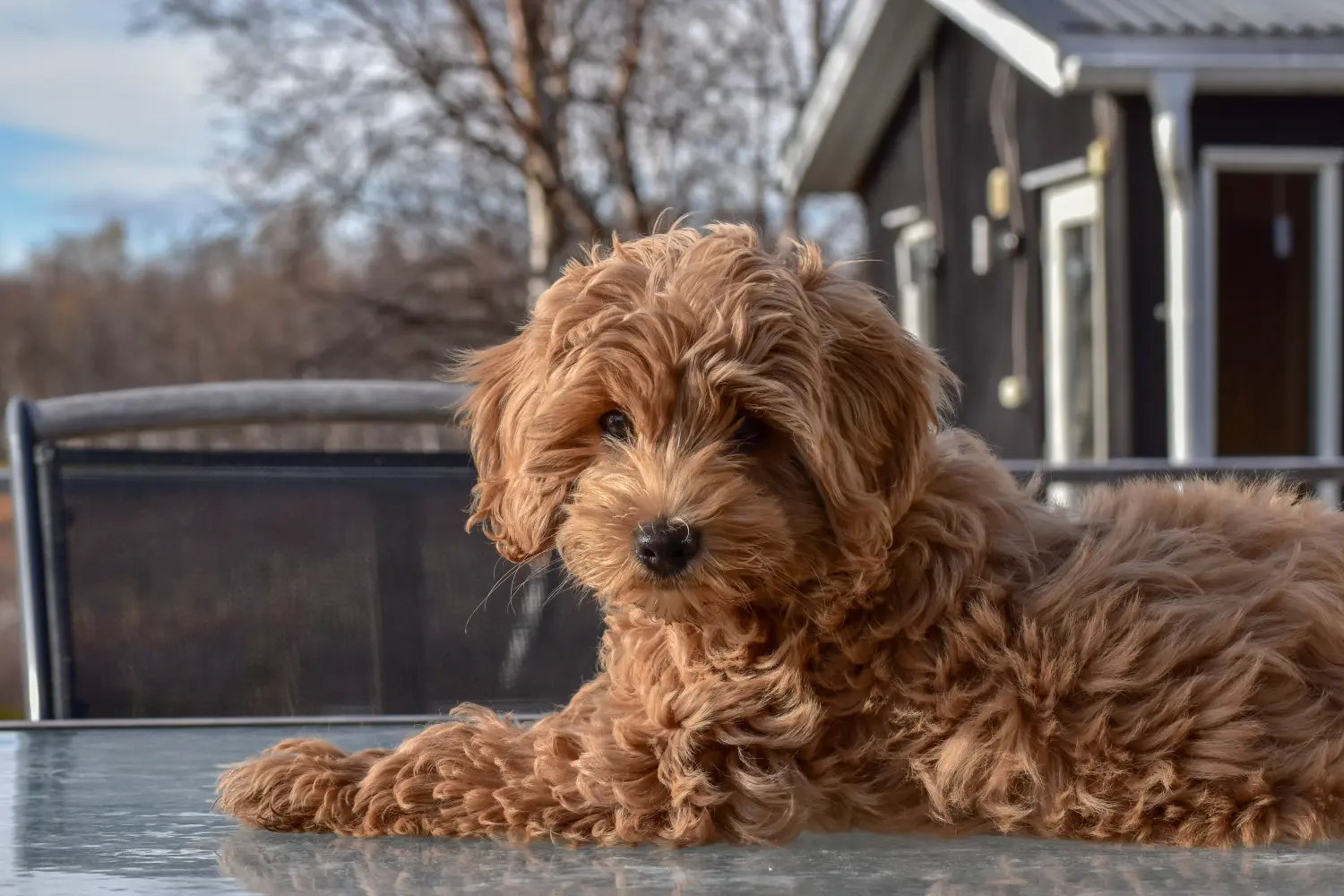 Buying an Australian Labradoodle puppy means taking responsibility! Buy Australian Labradoodle puppies.