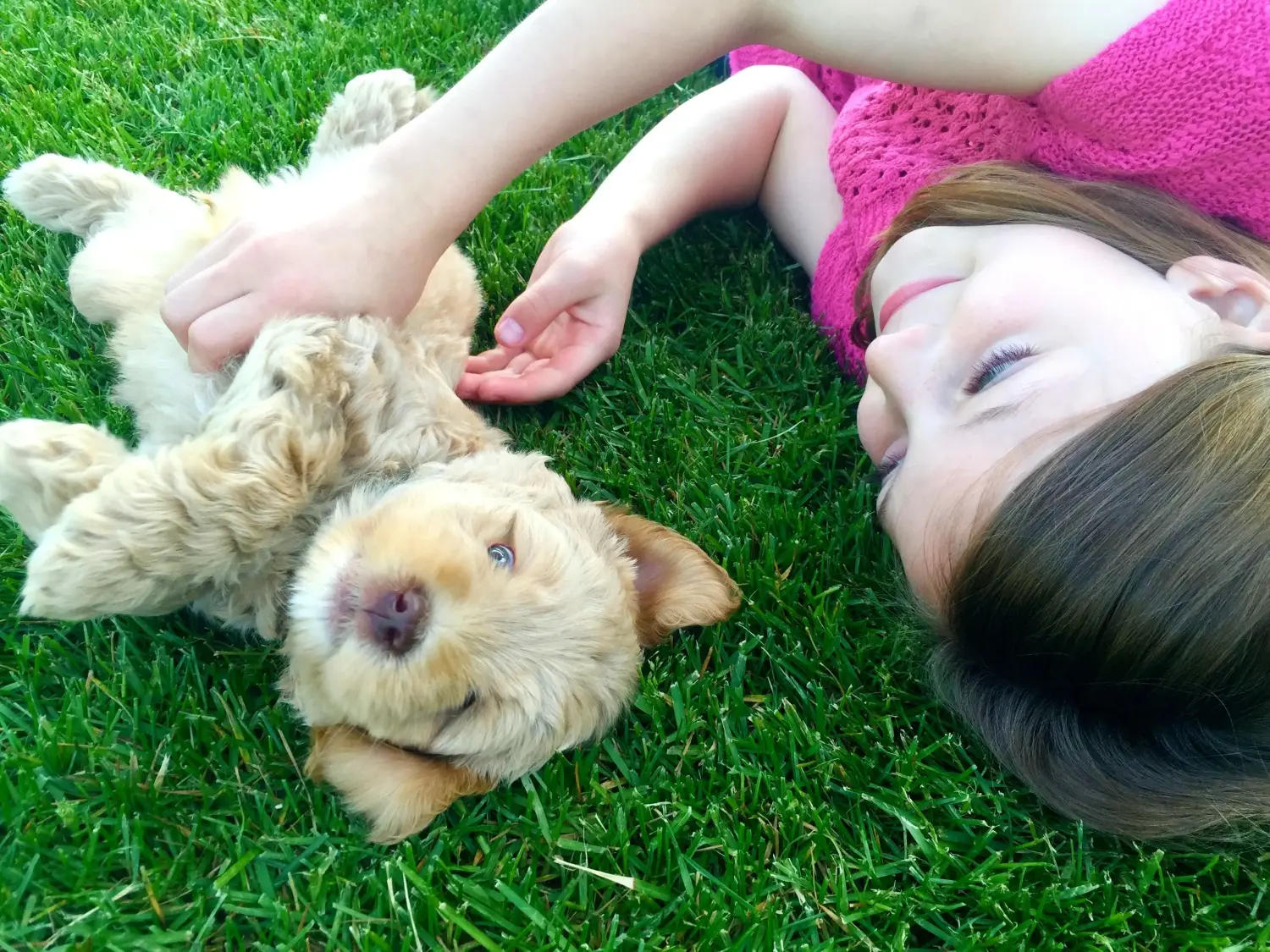 Buying an Australian Labradoodle puppy means taking responsibility! Buy Australian Labradoodle puppies.