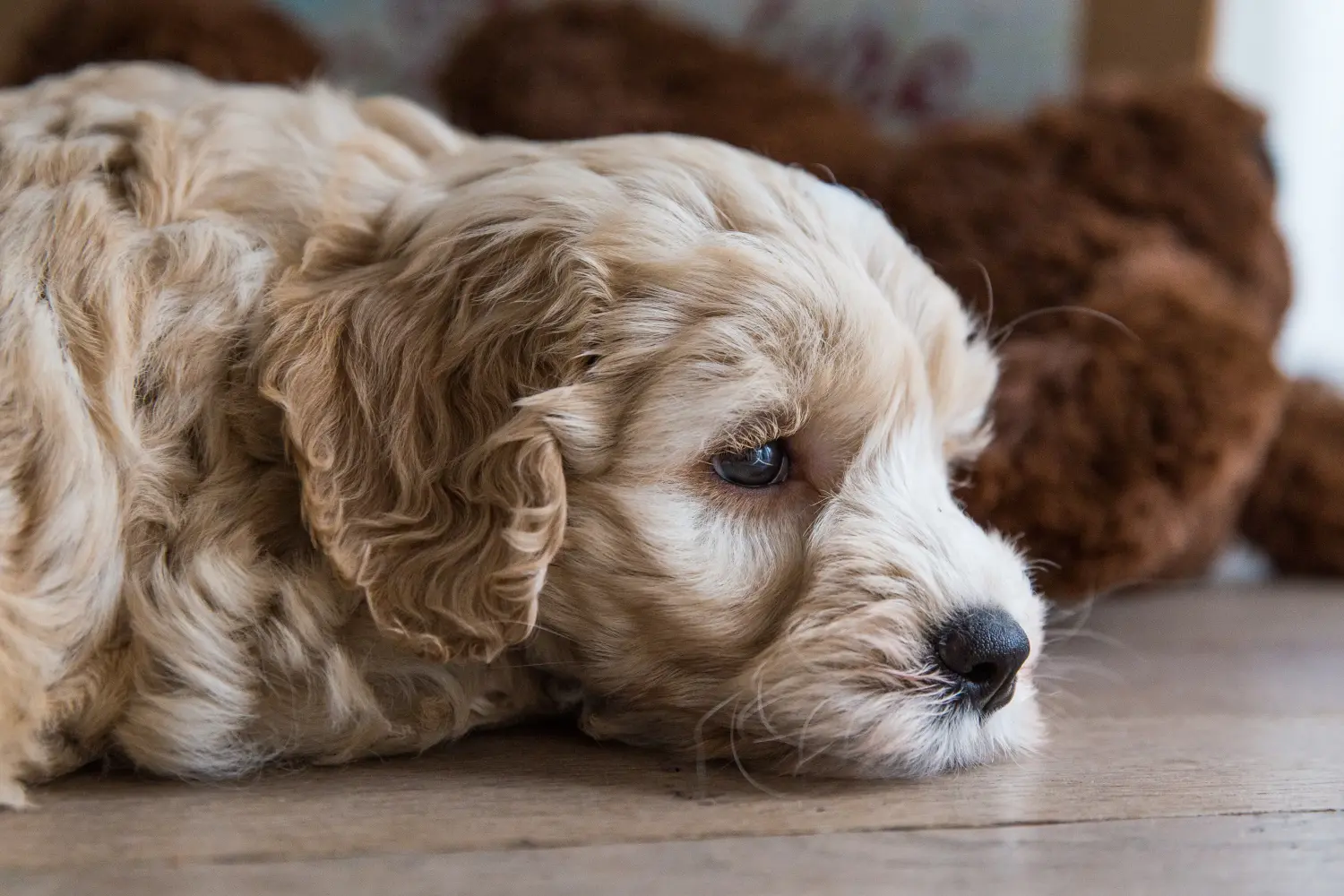 Buying an Australian Labradoodle puppy means taking responsibility! Buy Australian Labradoodle puppies.