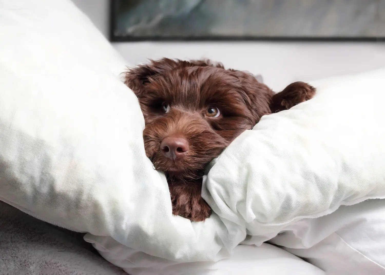 Buying an Australian Labradoodle puppy means taking responsibility! Buy Australian Labradoodle puppies.