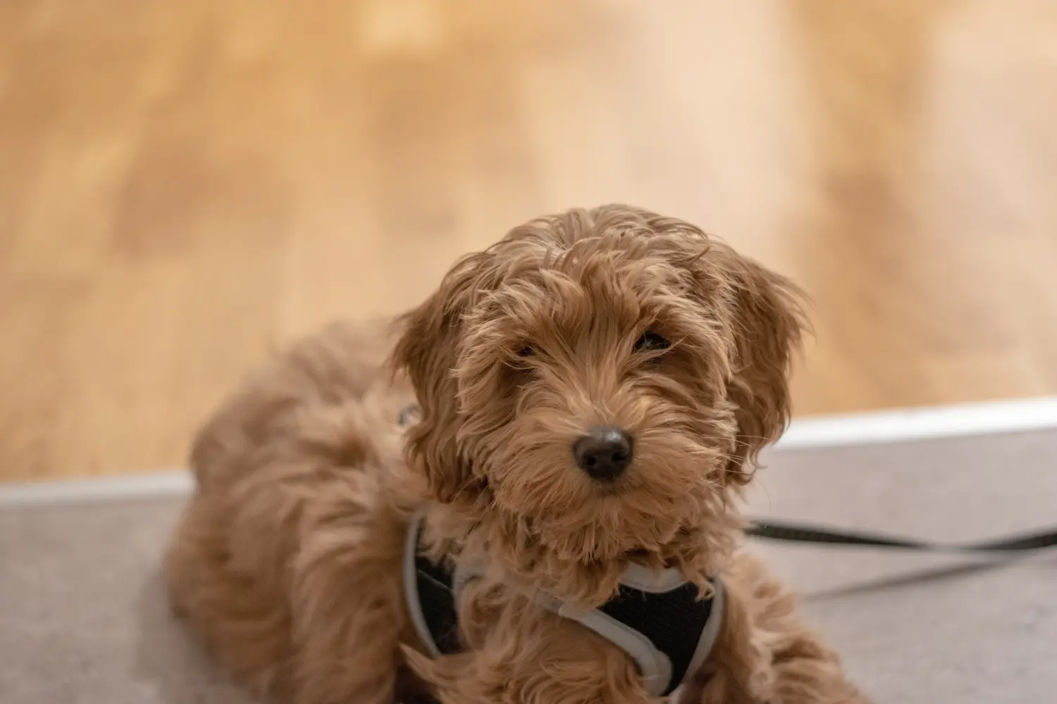 Buying an Australian Labradoodle puppy means taking responsibility! Buy Australian Labradoodle puppies.