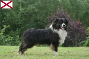 Read more about the article Australian Shepherd breeders and puppies in Alabama