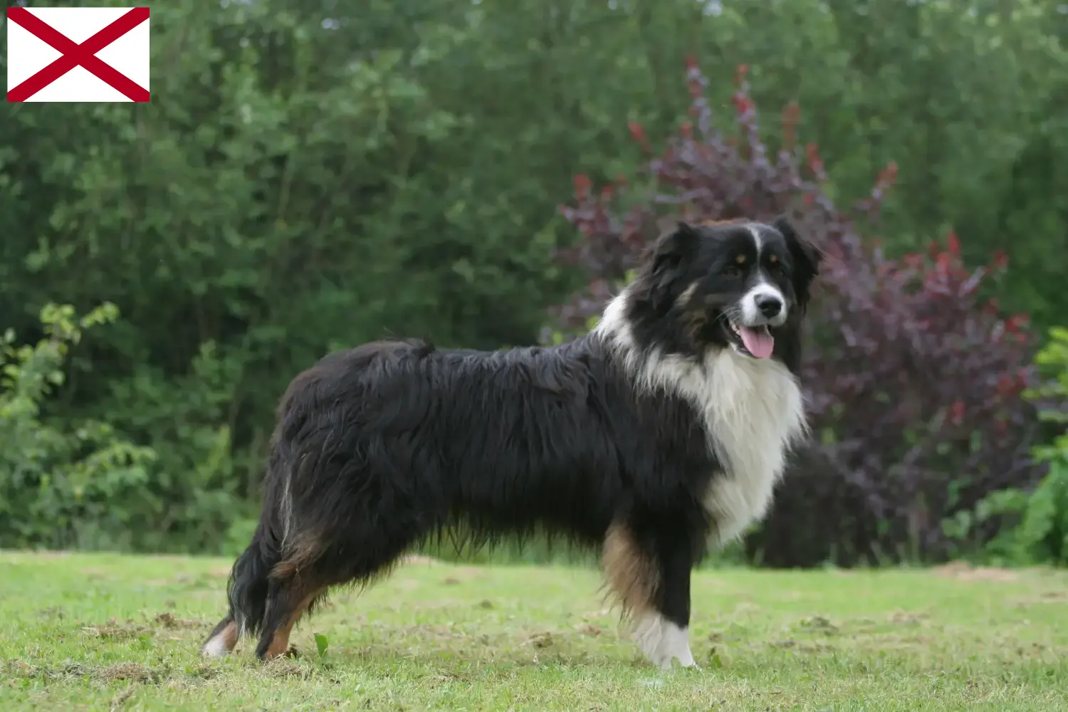 Australian Shepherd puppies and breeders Alabama Find Australian Shepherds breeders in Alabama.