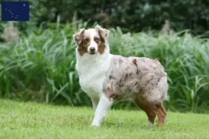Read more about the article Australian Shepherd breeders and puppies in Alaska