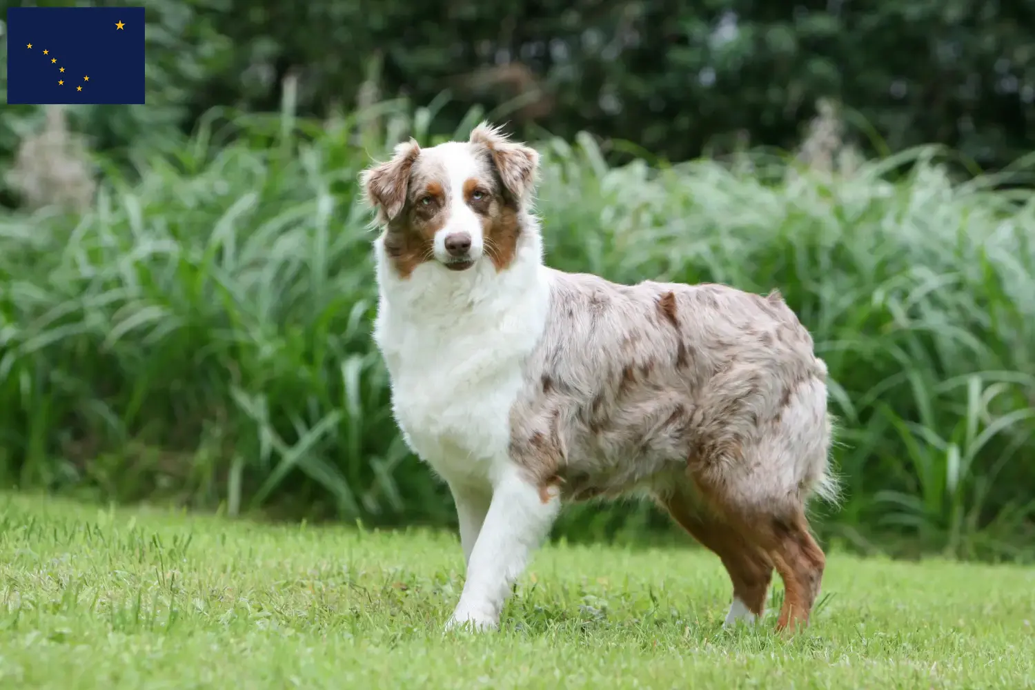 Australian Shepherd puppies and breeders Alaska Here you can find Australian Shepherds breeders in Alaska.