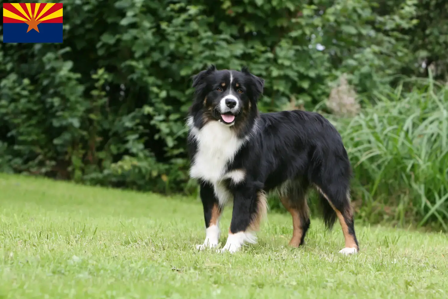 Australian Shepherd puppies and breeders Arizona Here you can find Australian Shepherds breeders in Arizona.