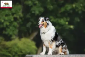 Read more about the article Australian Shepherd breeders and puppies in California