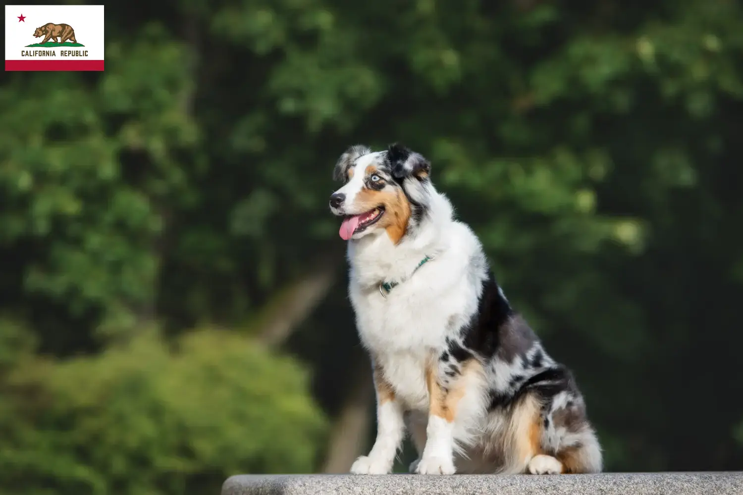 Australian Shepherd puppies and breeders California Find Australian Shepherds breeders in California.