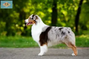 Read more about the article Australian Shepherd breeders and puppies in Delaware