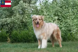 Read more about the article Australian Shepherd breeders and puppies in Georgia