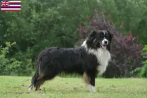 Read more about the article Australian Shepherd breeders and puppies in Hawaii