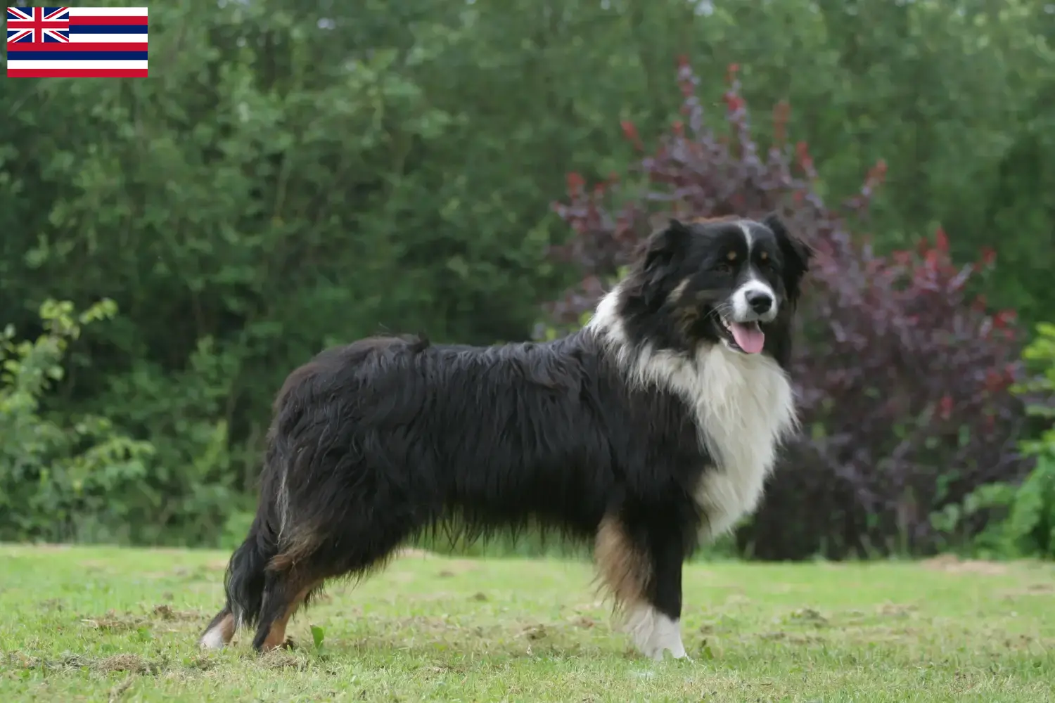 Australian Shepherd puppies and breeders Hawaii Find Australian Shepherds breeders in Hawaii.