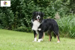 Read more about the article Australian Shepherd breeders and puppies in Illinois