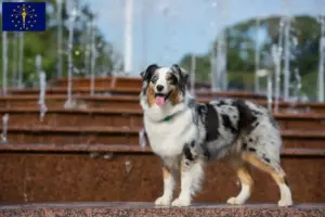 Read more about the article Australian Shepherd breeders and puppies in Indiana