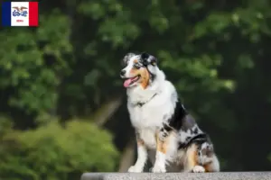 Read more about the article Australian Shepherd breeders and puppies in Iowa