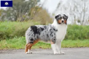 Read more about the article Australian Shepherd breeders and puppies in Kentucky