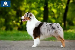 Read more about the article Australian Shepherd breeders and puppies in Louisiana