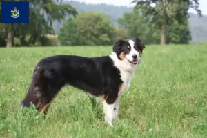 Read more about the article Australian Shepherd breeders and puppies in Maine