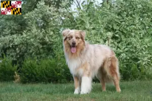 Read more about the article Australian Shepherd breeders and puppies in Maryland