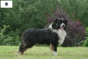 Read more about the article Australian Shepherd Breeders and Puppies in Massachusetts