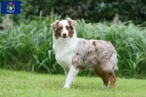 Read more about the article Australian Shepherd breeders and puppies in Michigan