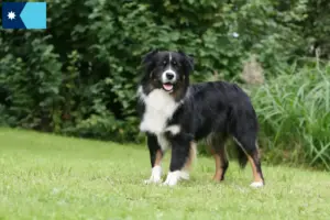 Read more about the article Australian Shepherd breeders and puppies in Minnesota