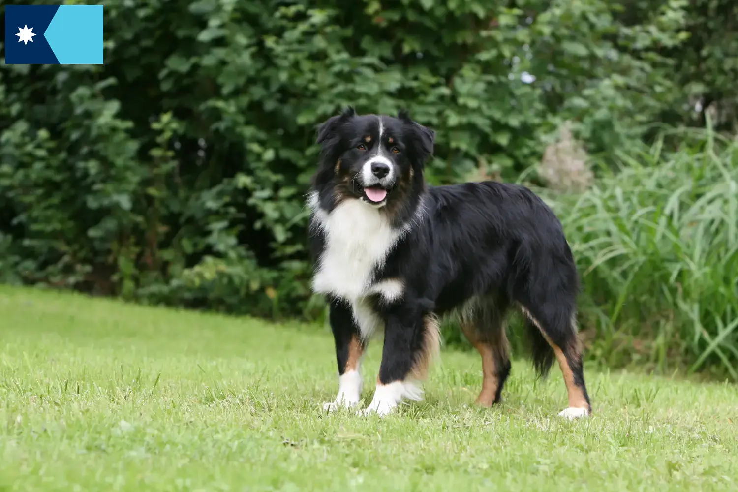 Australian Shepherd puppies and breeders Minnesota Find Australian Shepherds breeders in Minnesota.