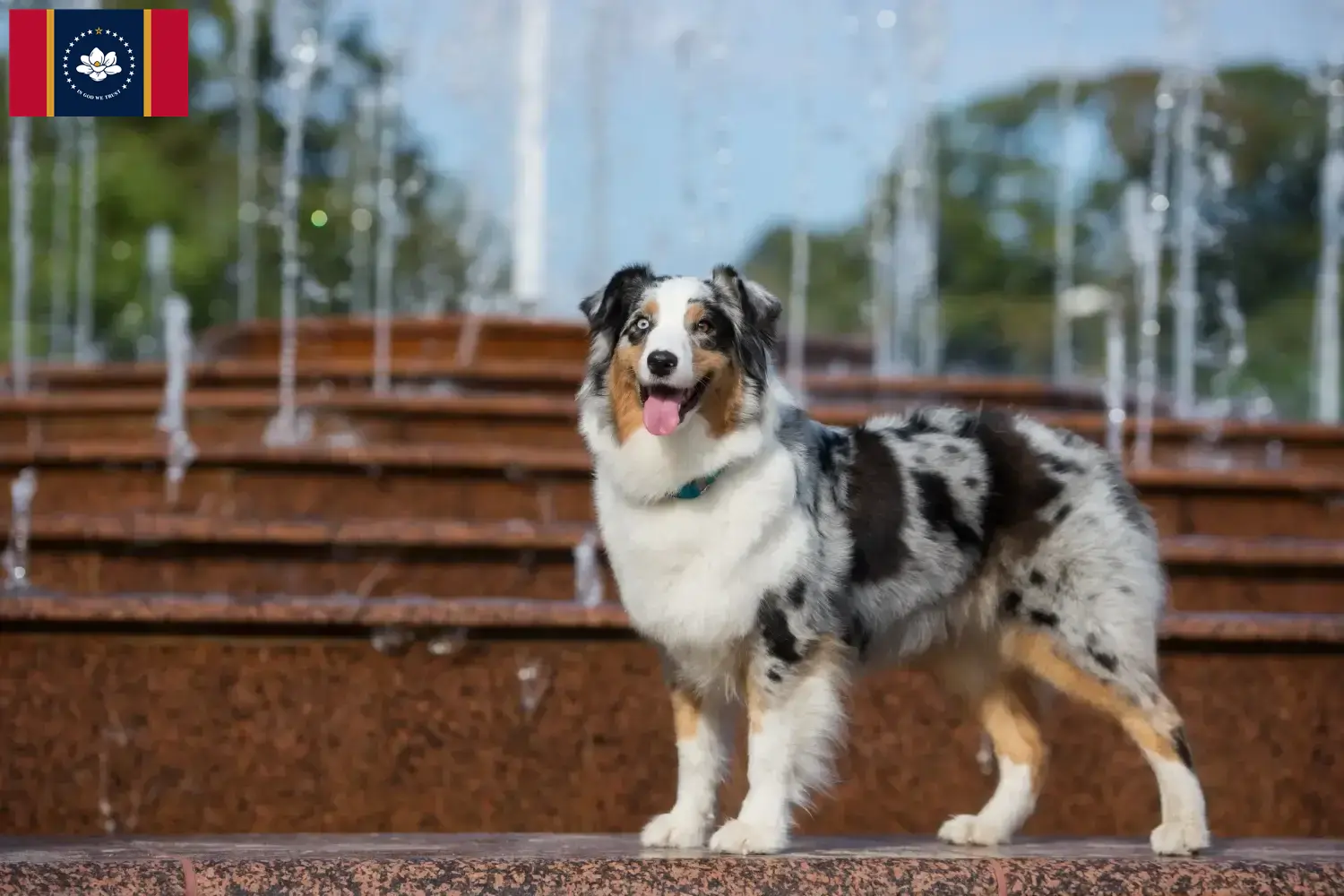 Australian Shepherd puppies and breeders Mississippi Find Australian Shepherds breeders in Mississippi.