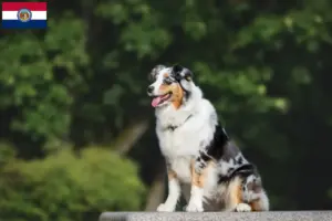 Read more about the article Australian Shepherd breeders and puppies in Missouri