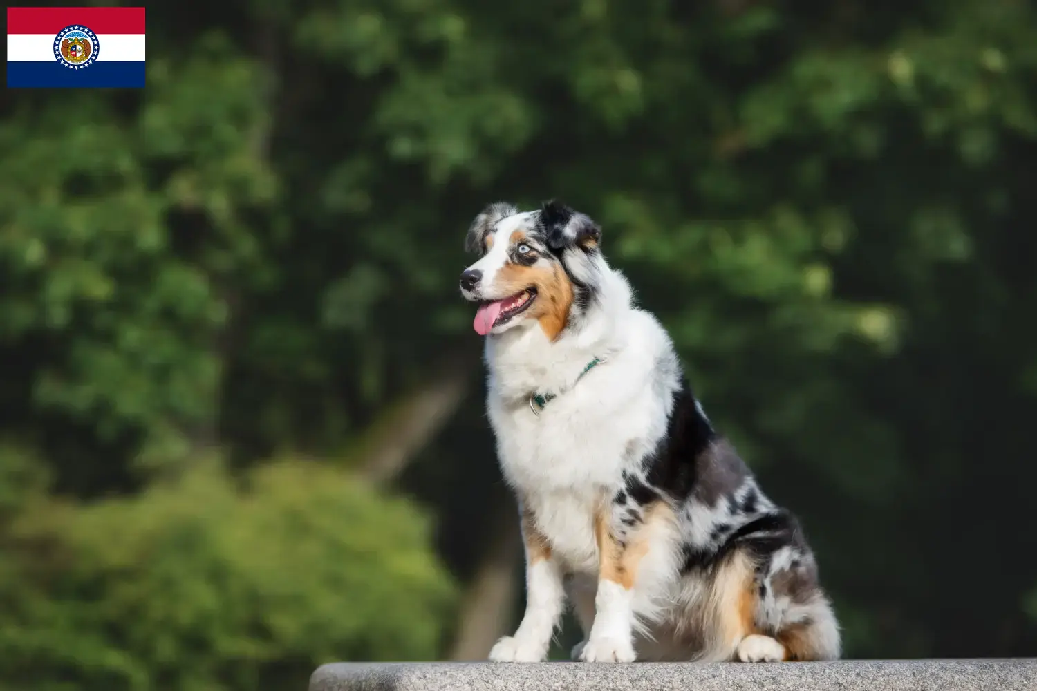 Australian Shepherd puppies and breeders Missouri Find Australian Shepherds breeders in Missouri.