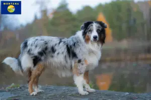 Read more about the article Australian Shepherd breeders and puppies in Montana