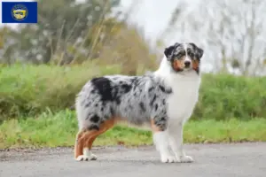 Read more about the article Australian Shepherd breeders and puppies in Nebraska