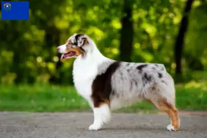 Read more about the article Australian Shepherd breeders and puppies in Nevada