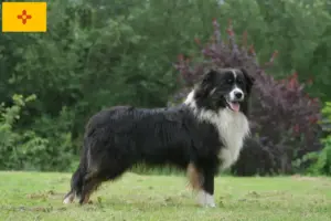 Read more about the article Australian Shepherd Breeders and Puppies in New Mexico